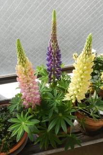 DSCN3766.jpg