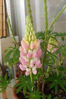 DSCN4748.jpg