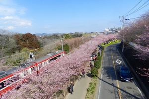 河津桜.jpg